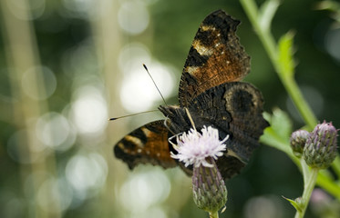 Piękny motyl rusałka pawik na kwiatku © sitriel