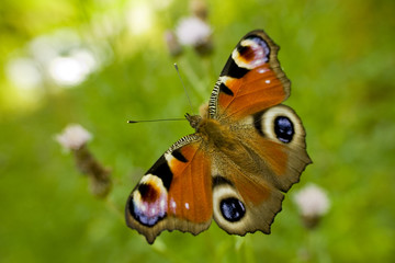 Fototapeta premium Piękny motyl rusałka pawik na kwiatku