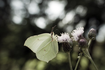 Piękny motyl listkowiec cytrynek na kwiatku © sitriel