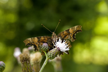 Piękny motyl na kwiatku © sitriel