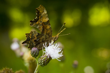 Piękny motyl na kwiatku © sitriel