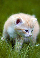 Mały rudy kotek w ogrodzie