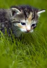 Obraz na płótnie Canvas Mały kotek sam w ogrodzie