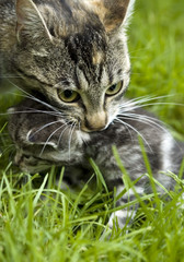 Mały kotek z kocicą w ogrodzie