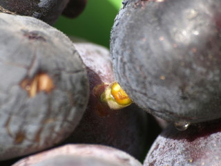 Fruta en un mercado de Paris