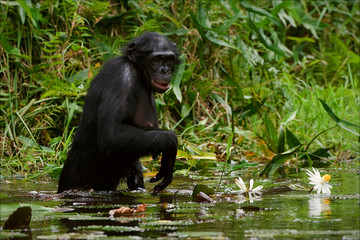 The chimpanzee collects flowers. 2