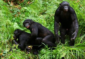 Bonobo love. 2 xxx