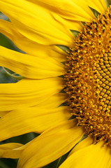 Sunflower close-up
