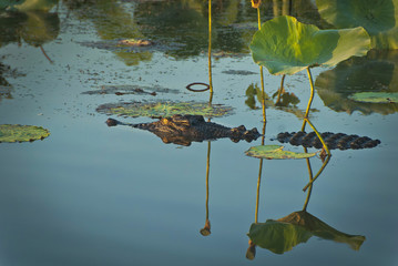 crocodile, kakadu national park