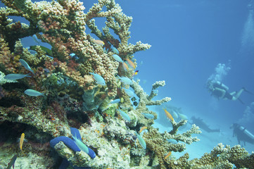 Fototapeta na wymiar Tropical underwater scenery, Great barrier reef
