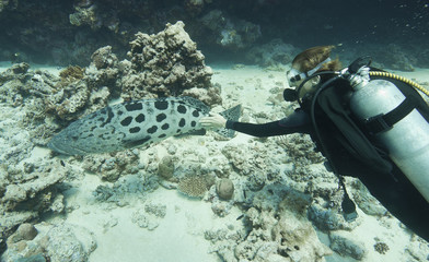 Giant potato cod, great barrier reef, Queensland, Australia
