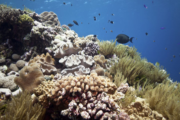 Tropical underwater scenery, Great barrier reef