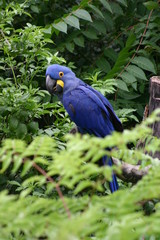 Ara bleu