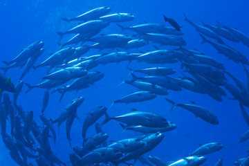 schooling jack and trevally fish, Great barrier reef © Sebastien Burel