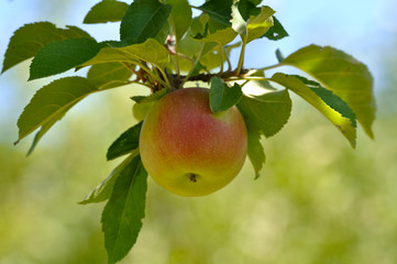 Green Apple on a Tree