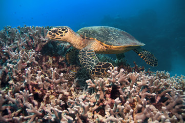 Obraz na płótnie Canvas Green Turtle, Great Barrier Reef, Australia