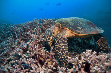 Naklejka na ściany i meble Green Turtle, Great barrier reef, australia