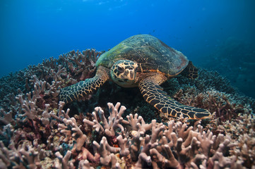 Green Turtle, Great barrier reef, australia