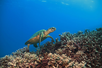 Fototapeta premium Green Turtle, Great barrier reef, australia