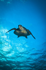 Fototapeta premium Green Turtle, Great barrier reef, australia