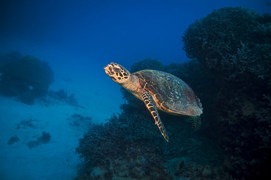 Green Turtle, Great barrier reef, australia