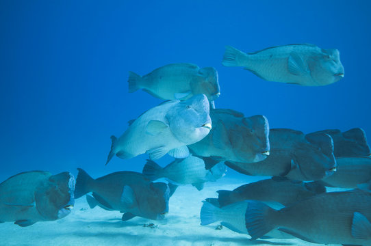 Green Humphead Parrotfish