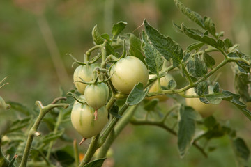 Зеленые помидоры на ветке