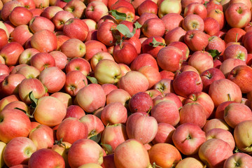 New crop of red Gala apples