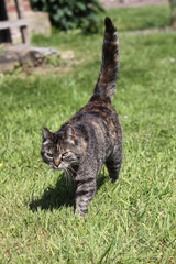 Getigerte Katze