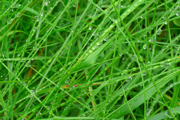 Grass with water drops