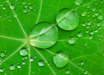 Fototapeta premium Water drops on Nasturtium leaf