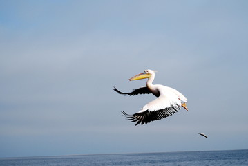 Pelican in Flight