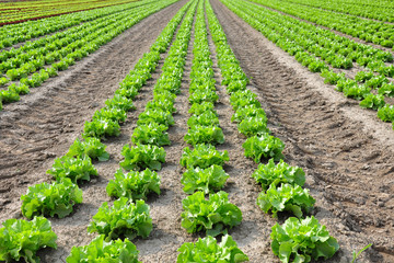 Feld mit Salat