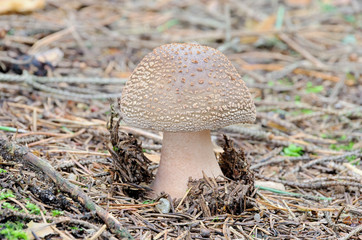 Grauer Wulstling - Grey Spotted Amanita 01