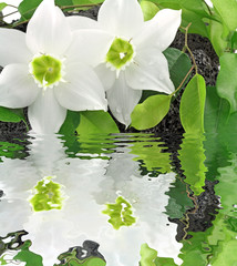lys de la vierge sur galets et feuilles de ficus, fond blanc