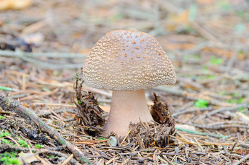 Grauer Wulstling - Grey Spotted Amanita 02