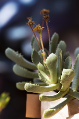 Succulent plant-african stones