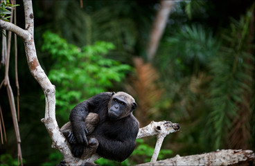 Portrait of the adult male  chimpanzee.