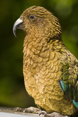 Kea
