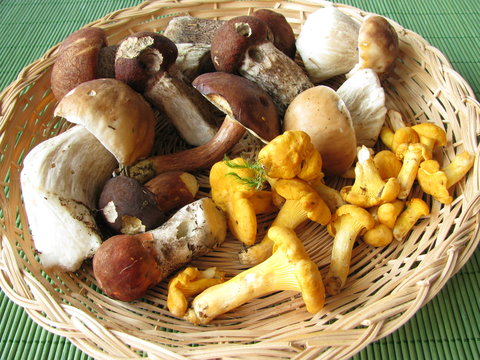 Waldpilze im Korb