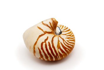 Nautilus
