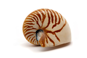 Nautilus