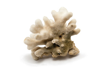 Naklejka premium Coral