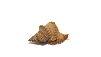 Shell