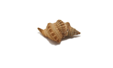 Shell