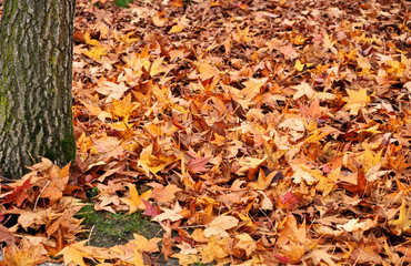 Autunno
