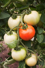 Not collected ripened tomato on a branch.