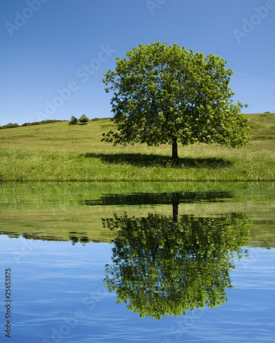 tree reflection