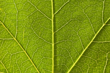 Obraz premium Détail d'une feuille de platane verte