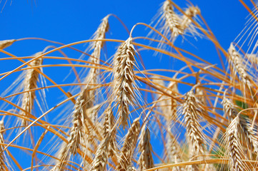 Fototapeta premium Korn